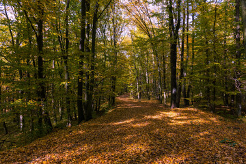 Obraz premium Forest autumn colorful landscape. Trees and paths with colorful leaves