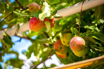 Harvest of apples on a plantation in the garden. Fruit trees with apples. Ripe fruits on the branches of a tree. Gardening in agriculture.