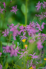 Pink ragged robin blossoms mingle with bright yellow buttercups in a verdant meadow
