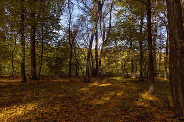Forest autumn colorful landscape. Trees and paths with colorful leaves