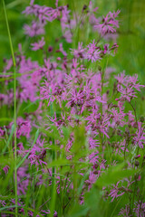 A field brims with Ragged Robin flowers amidst long green grass, bathed in gentle light