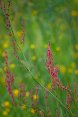 Pink rumex flower stalks sway gently among yellow buttercups on a bright day