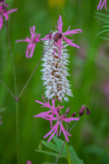 Flowers, both Ragged Robin and white blooms, stand tall. Greenery fills the background