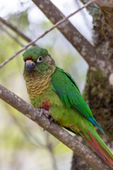 The enchanting beauty of the Maroon-bellied Parakeet in the wild.	