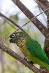 The enchanting beauty of the Maroon-bellied Parakeet in the wild.	