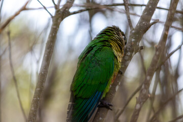 The enchanting beauty of the Maroon-bellied Parakeet in the wild.	