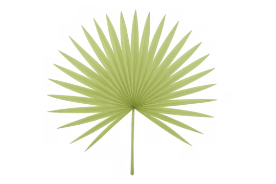 Green tropical fan palm leaf illustration with a natural texture providing a summer botanical element, transparent background - Powered by Adobe