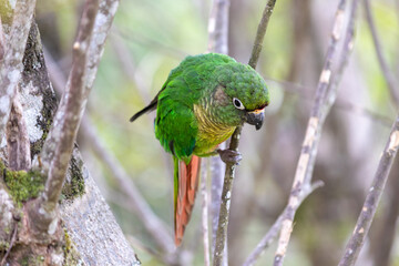 The enchanting beauty of the Maroon-bellied Parakeet in the wild.	