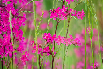 Bright pink flowers flourish amongst tall green grass, creating a colorful meadow landscape