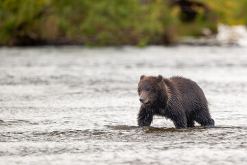 Alaskan brown bear cub wading in Brooks River in Katmai National Park