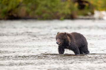 Alaskan brown bear cub wading in Brooks River in Katmai National Park
