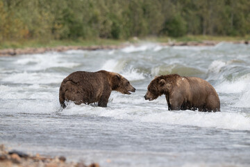 Two Alaskan browns bears face off searching for salmon in Naknek Lake.