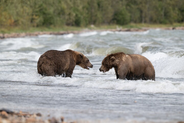 Two Alaskan browns bears face off searching for salmon in Naknek Lake.