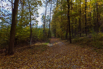 Forest autumn colorful landscape. Trees and paths with colorful leaves