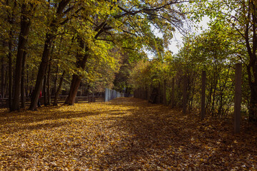 Forest autumn colorful landscape. Trees and paths with colorful leaves