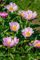 Fototapeta premium Pink and yellow blooms flourish amid green leaves in bright daylight