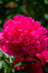 A bright pink Peony bursts open, surrounded by green leaves in a garden during the daytime
