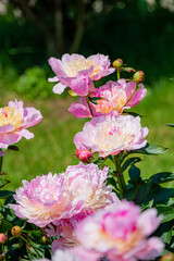 Pale pink and white peonies bloom, buds awaiting their turn to unfurl in bright sunlight