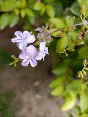 blooming apple tree