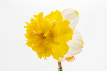 A vibrant daffodil unfurls its yellow and white petals against a bright, clean background