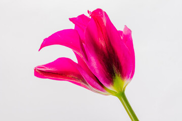 A pink tulip displays its petals. Its stem is a vivid green against white