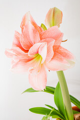 A single amaryllis flower blooms, showing its delicate petals and green leaves