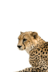 A cheetah resting on white background, clear and sharp image of a wild animal for wildlife, nature, or educational inspiration.

