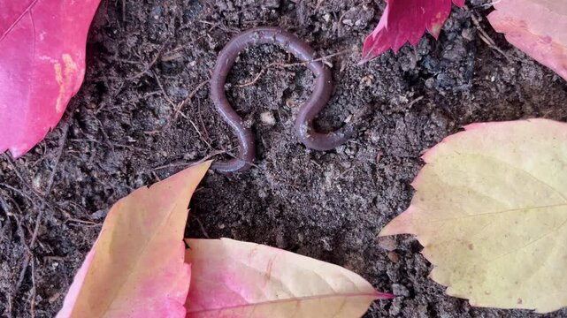 A worm curled up on the ground, surrounded by autumn leaves. Macro video for nature, ecology, and garden themes.