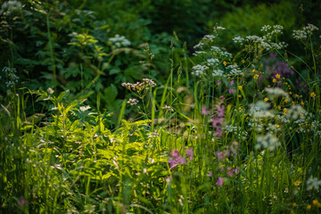Bright wildflowers stretch towards the warm sun in a thriving meadow filled with greenery