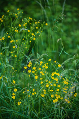 Bright yellow wildflowers bloom surrounded by tall green grass, creating a peaceful summer scene