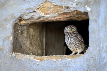 Little owl ( Athene noctua ) close up