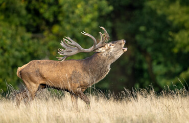 Deer male buck ( Cervus elaphus ) during rut