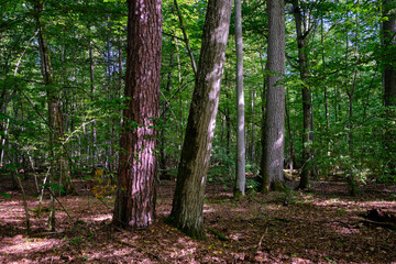 Dense mixed forest with lush understory and natural vegetation in summer light