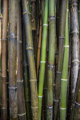 Close-up of vertical stems of black and green bamboo, showing their texture, rings, and different shades. Caldas de Reis, Spain