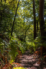 Riparian forest vegetation along the Barosa River in Galicia: lush ferns, moss-covered trunks, and branches bent by the humidity. Barro, Spain
