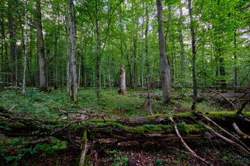 Dense mixed forest with lush understory and natural vegetation in summer light