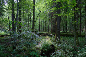 Springtime deciduous stand with old trees