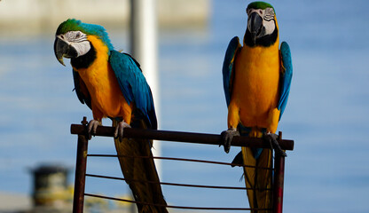 Two beautiful blue and yellow macaws perched outside