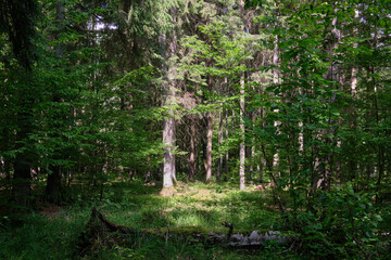 Dense mixed forest with lush understory and natural vegetation in summer light