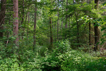 Dense mixed forest with lush understory and natural vegetation in summer light