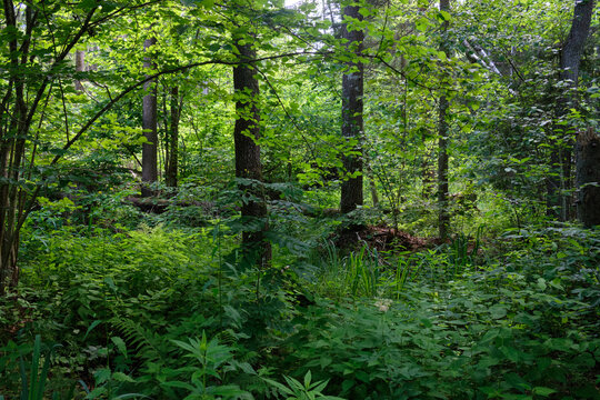 Dense mixed forest with lush understory and natural vegetation in summer light