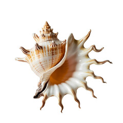 Fototapeta premium Detailed close up of a spiky seashell Detailed close up of a spiky seashell on a white background