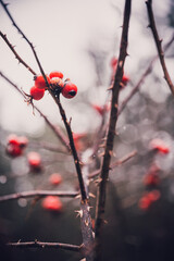 Close-up of red rosehip berries on thorny branches in winter forest. Frozen wild fruit covered with frost, symbol of nature and resilience