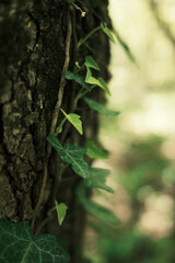 Close-up of green ivy leaves climbing on rough tree bark in a shaded forest area