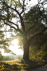 Duże drzewo w słońcu, fotografia natury © Daniil
