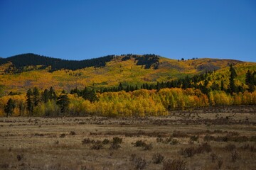 Obraz premium autumn forest in the mountains