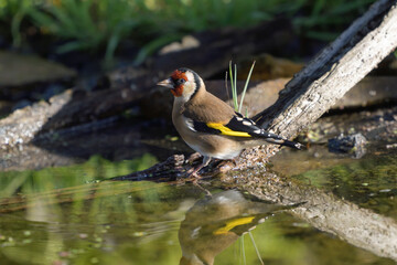 Close-up of a goldfinch at the water's edge