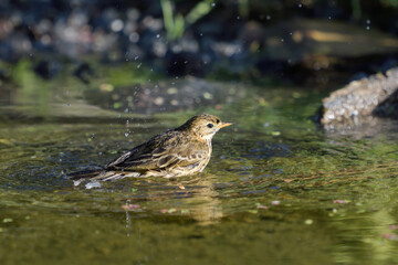 Meadow Pipit bathing in a pool of water