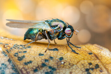 Colorful Metallic Fly On A Cracked Autumn Leaf 