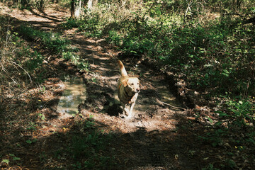 Playful Labrador retriever dog runs along a muddy trail in a sunlit green forest after rain